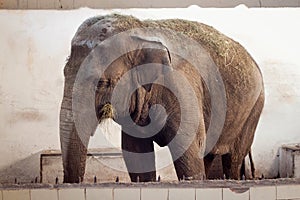 Big old Asian elephant at the cage