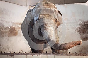 Big old Asian elephant at the cage