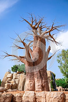 Big old baobab on a rock in a biopark photo