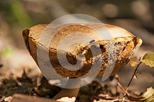 Big old boletus mushroom
