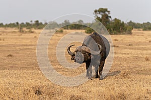 A Big old Cape Buffalo Dagga Bull Syncerus caffer