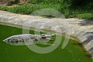 A big old crocodile with open mouth lies in the green water near the shore and waits for food