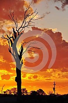 A big old dead gum tree outback Australian sunset