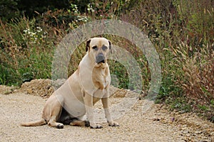 A big old dog sits on the road with sad eyes