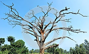 Big and old Dry  tree with green trees