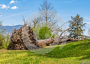 Big old fallen tree on a ground.