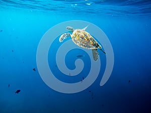 Big old green sea turtle peacefully swimming and diving near the island coral reef