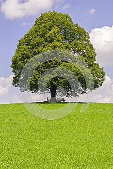 Big old linden tree in meadow