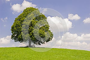 Big old linden tree in meadow