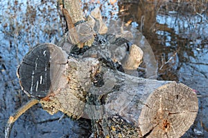 Big old log in water