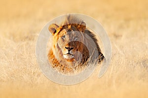 Big old mane lion in the grass, face portrait of danger animal. Wildlife scene from nature. Animal in the habitat, beautiful