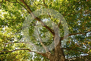 Big old maple tree in park.