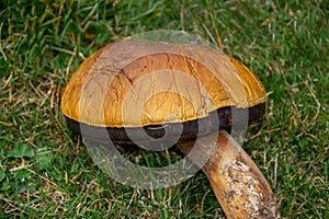 Big old mushroom on the grass