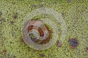 Old nut on a rusty bolt on a green iron wall