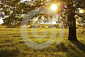 Big old oak in a autumn field. The sun shines through branches of the tree