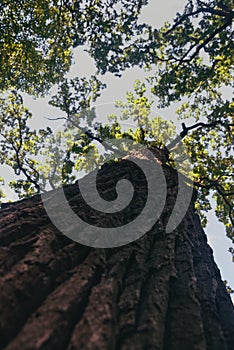 Big old oak, autumn, landscape