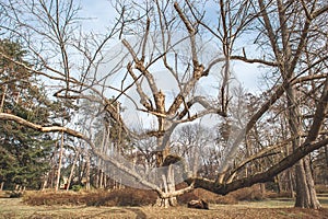 Big old Oak Plantae Quercus Fagaceae tree in the forest with huge dry branches as from fairy tale or magical woods