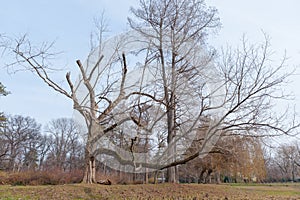 Big old Oak Plantae Quercus Fagaceae tree in the forest with huge dry branches as from fairy tale or magical woods