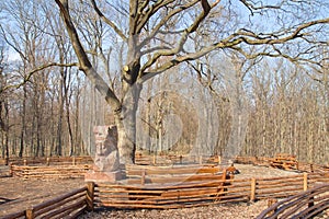 Big old oak tree