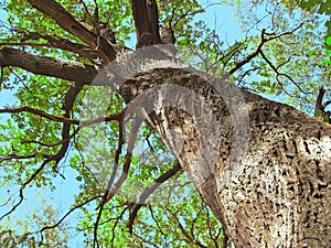 Big old oak tree