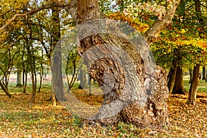 Big old oak tree in autumn forest photo