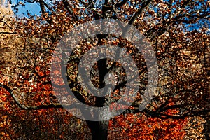 Big old oak tree in Autumn forest