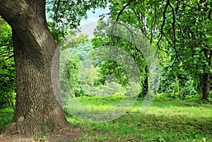 Il grande vecchio Quercia un albero sul schiarimento 