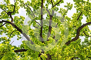 Big old oak tree