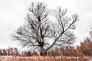 Big old Oak tree has gnarly twisted bare branches in late autumn, winter