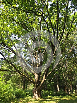 Big old oak tree in the park