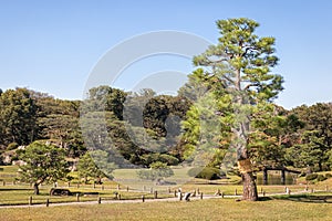 Big Old Pine Tree at Rikugien Garden in Tokyo, Japan