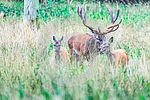 Big old red deer with huge antlers being alert of his two hinds blurred in the foreground while following them in the wilderness