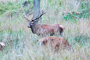 Big old red deer with huge antlers guarding one of his hinds in the wilderness