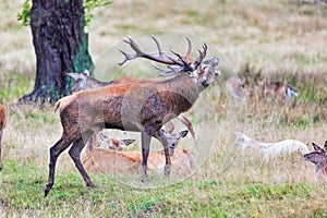 Big old red deer with huge antlers roaring on a grassy plain with his hinds in the background