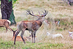 Big old red deer with huge antlers roaring on a grassy plain with his hinds in the background