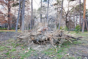 Big old rotten wooden stump of tree trunk pulled out from the ground with roots after strong wind of the storm