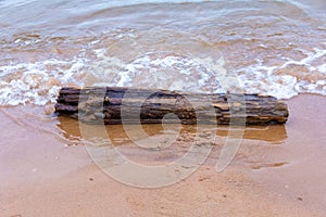 An big old snag washed up on the river Bank