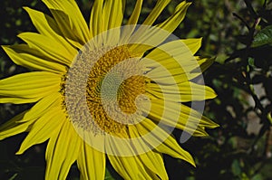 A big old solo sunflower close up