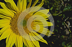 A big old solo sunflower close up in the sun