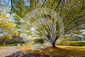 Big Old Tree at Commonwealth Lake Park in Beaverton