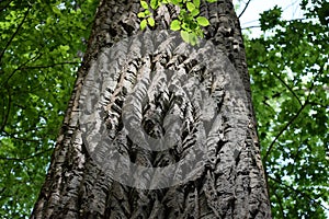 Big old Tree with deep Bark