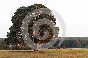 Big old tree in a field rural road