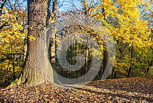 Big old tree in the forest in the autumn day