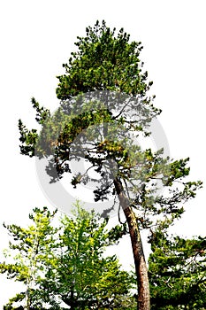 Big old tree in the forest , Isolated on white background