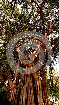 big old tree with hanging roots at Lapangan Banteng Park, Jakarta