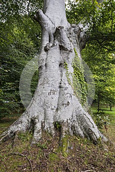 Big old tree with inscribed letters on it