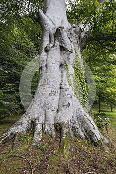 Big old tree with inscribed letters on it photo