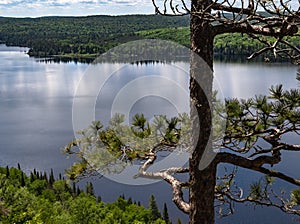 Big old tree on lookout over a lake and forest in Algonquin Park