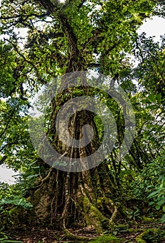 Big old tree in Monteverde forest