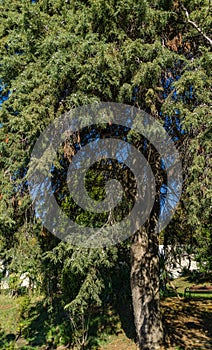 Big old tree Platycladus orientalis, also known as Chinese thuja, Oriental arborvitae, Chinese arborvitae, biota or oriental thuja